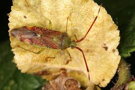 Attēlu rezultāti vaicājumam “Pantilius tunicatus”