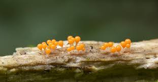 Attēlu rezultāti vaicājumam “Trichia scabra spores”