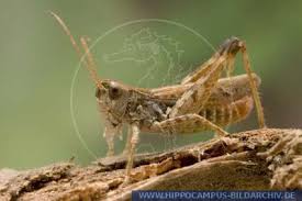 Attēlu rezultāti vaicājumam “Myrmeleotettix maculatus”