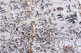 Attēlu rezultāti vaicājumam “Phaeographis dendritica”