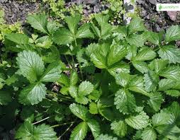 Attēlu rezultāti vaicājumam “Potentilla norvegica leaf”