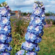 Attēlu rezultāti vaicājumam “Delphinium elatum  fruit”