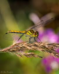 Attēlu rezultāti vaicājumam “Sympetrum danae”