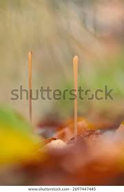 Attēlu rezultāti vaicājumam “Macrotyphula fistulosa”