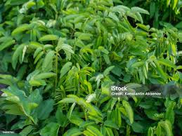 Attēlu rezultāti vaicājumam “Sanguisorba officinalis leaf”