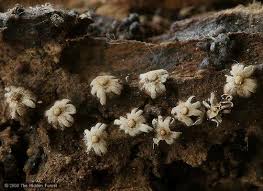 Attēlu rezultāti vaicājumam “Diderma rufostriatum”