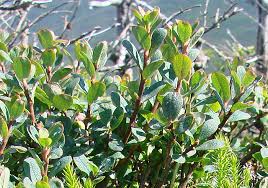 Attēlu rezultāti vaicājumam “Vaccinium uliginosum leaf”