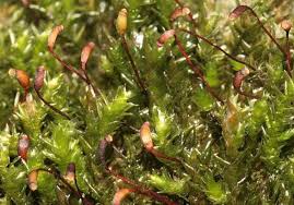 Attēlu rezultāti vaicājumam “Hygrohypnum luridum sporophyte”