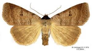 Attēlu rezultāti vaicājumam “Lygephila viciae”