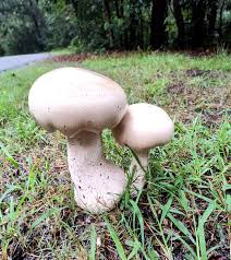 Image result for macrocybe titans
