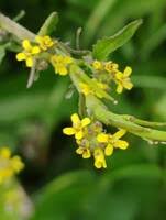 Attēlu rezultāti vaicājumam “Sisymbrium volgense leaf”