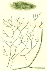 Attēlu rezultāti vaicājumam “Cladophora glomerata”