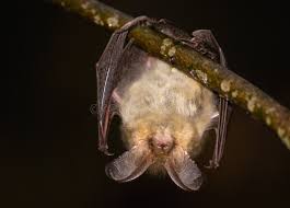 Attēlu rezultāti vaicājumam “Plecotus auritus”