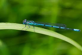 Attēlu rezultāti vaicājumam “Enallagma cyathigerum male”