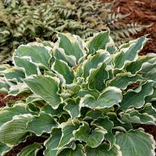 Image result for Hosta Warpaint