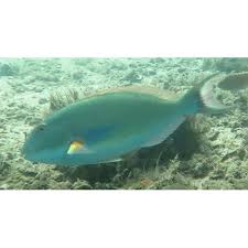 Image result for Scarus taeniopterus