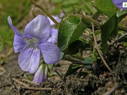 Attēlu rezultāti vaicājumam “Viola rupestris bud”