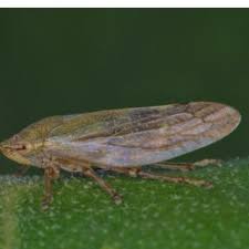 Attēlu rezultāti vaicājumam “Aphrophora salicina”