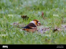 Attēlu rezultāti vaicājumam “Coccothraustes coccothraustes adult”
