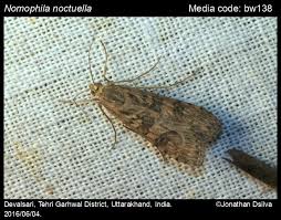 Attēlu rezultāti vaicājumam “Nomophila noctuella”