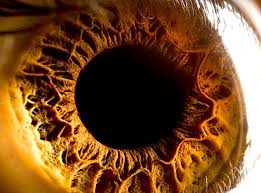 Image result for Iris