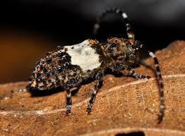 Attēlu rezultāti vaicājumam “Pogonocherus hispidulus”
