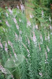 Image result for Linaria purpurea