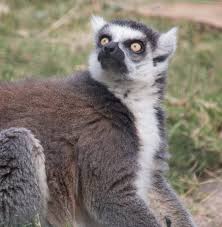 lemur ile ilgili görsel sonucu