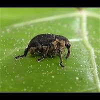 Attēlu rezultāti vaicājumam “Mononychus punctumalbum”