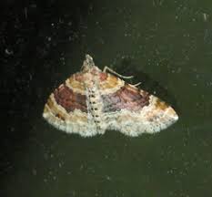 Attēlu rezultāti vaicājumam “Xanthorhoe spadicearia”