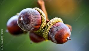 Attēlu rezultāti vaicājumam “Andricus quercuscorticis”