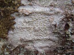 Attēlu rezultāti vaicājumam “Thelotrema lepadinum”