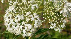 Attēlu rezultāti vaicājumam “Sambucus racemosa flower”