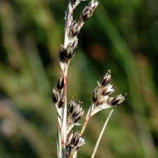 Attēlu rezultāti vaicājumam “Juncus squarrosus”