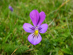 Attēlu rezultāti vaicājumam “Viola arvensis”