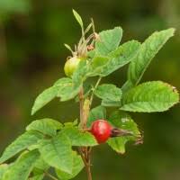 Attēlu rezultāti vaicājumam “Rosa glabrifolia”