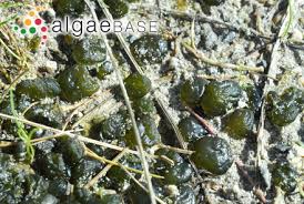 Attēlu rezultāti vaicājumam “Nostoc pruniforme”