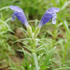 Attēlu rezultāti vaicājumam “Dracocephalum ruyschiana fruit”