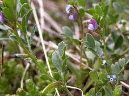 Attēlu rezultāti vaicājumam “Vicia lathyroides”