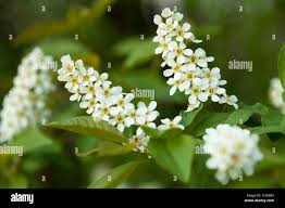 Attēlu rezultāti vaicājumam “Padus avium leaf”