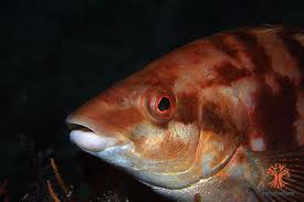 Image result for Labrus bergylta