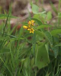 Attēlu rezultāti vaicājumam “Lysimachia vulgaris flower”