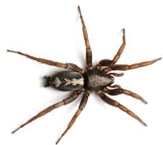 Attēlu rezultāti vaicājumam “Gnaphosidae”