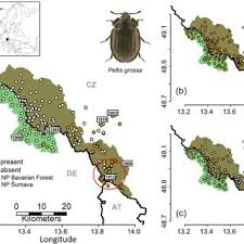 Attēlu rezultāti vaicājumam “Peltis grossa”