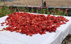 Afbeeldingsresultaat voor numex chimayo hot pepper