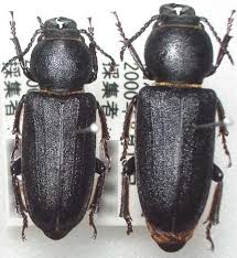 Attēlu rezultāti vaicājumam “Spondylis buprestoides”