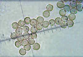 Attēlu rezultāti vaicājumam “Dianema depressum”