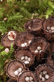 Attēlu rezultāti vaicājumam “Cyathus striatus”