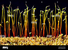 Attēlu rezultāti vaicājumam “Neckera complanata sporophyte”