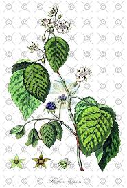 Attēlu rezultāti vaicājumam “Rubus caesius fruit”